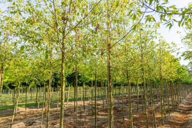 Acer negundo 'Flamingo' hoogstam