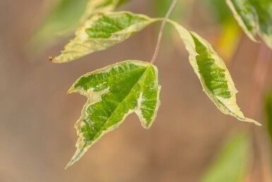 Acer negundo 'Flamingo' hoogstam