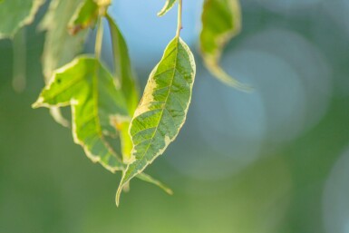 Acer negundo 'Flamingo' hoogstam