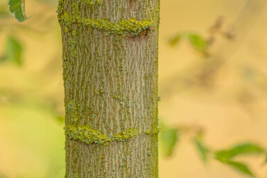 Acer negundo 'Flamingo' hoogstam