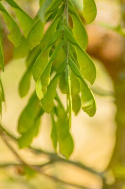 Acer negundo 'Flamingo' hoogstam