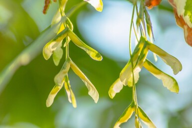Acer negundo 'Flamingo' hoogstam