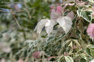 Acer negundo 'Flamingo' hoogstam
