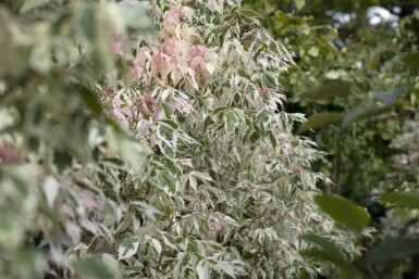 Acer negundo 'Flamingo' hoogstam