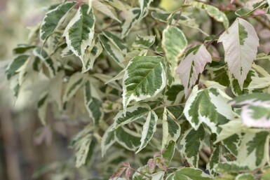 Acer negundo 'Flamingo' hoogstam