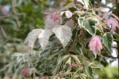 Acer negundo 'Flamingo' hoogstam