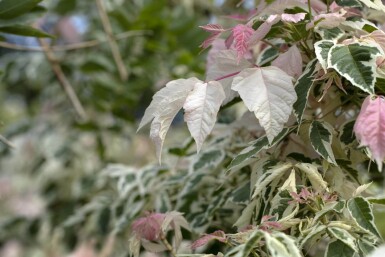 Acer negundo 'Flamingo' hoogstam