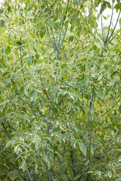 Acer negundo 'Variegatum' hoogstam 14/16