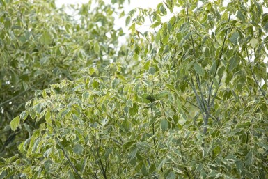 Acer negundo 'Variegatum' hoogstam