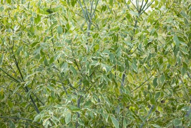 Acer negundo 'Variegatum' hoogstam 14/16
