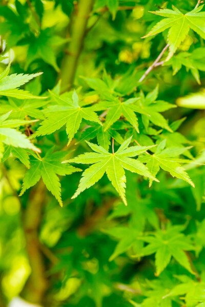 Acer palmatum hoogstam 14/16