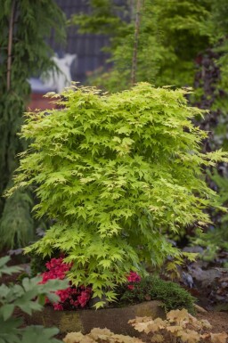 Acer palmatum meerstammig