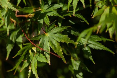 Acer palmatum meerstammig 200-250