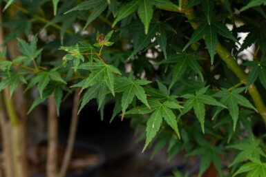 Acer palmatum meerstammig 200-250