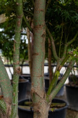 Acer palmatum meerstammig 200-250