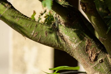 Acer palmatum meerstammig 200-250