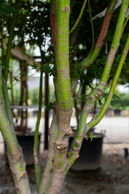 Acer palmatum meerstammig 200-250