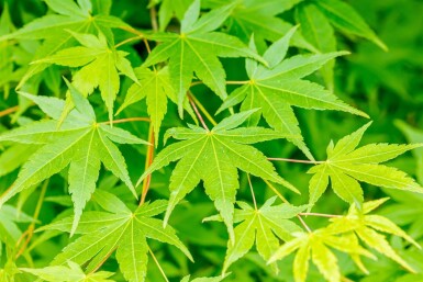Acer palmatum meerstammig 200-250