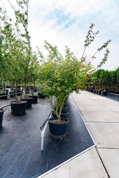 Acer palmatum 'Atropurpureum' meerstammig 200-250