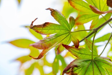 Acer palmatum 'Atropurpureum' meerstammig