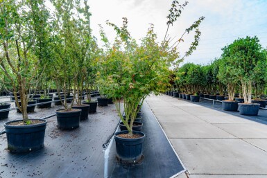 Acer palmatum 'Atropurpureum' meerstammig 200-250