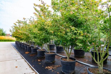 Acer palmatum 'Atropurpureum' meerstammig 200-250