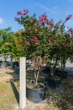 Acer palmatum 'Atropurpureum' meerstammig 200-250