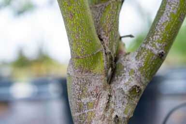 Acer palmatum 'Atropurpureum' meerstammig 200-250
