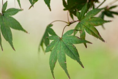 Acer palmatum 'Atropurpureum' meerstammig 200-250