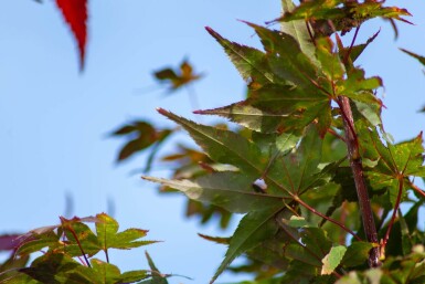 Acer palmatum 'Atropurpureum' meerstammig 200-250