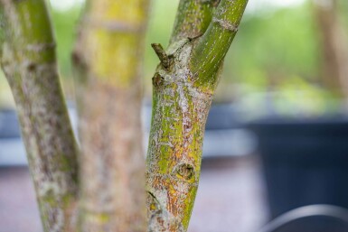 Acer palmatum 'Atropurpureum' meerstammig 200-250