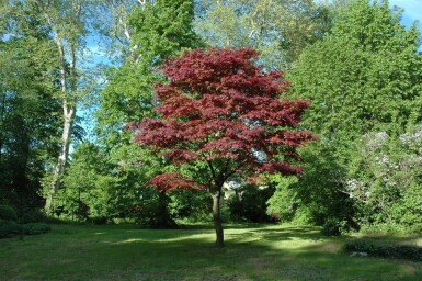 Acer palmatum 'Atropurpureum' meerstammig 200-250