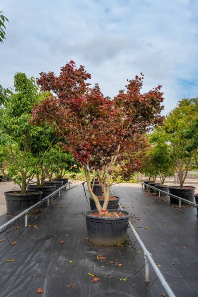Acer palmatum 'Bloodgood' meerstammig 250-300