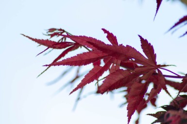 Acer palmatum 'Bloodgood' meerstammig
