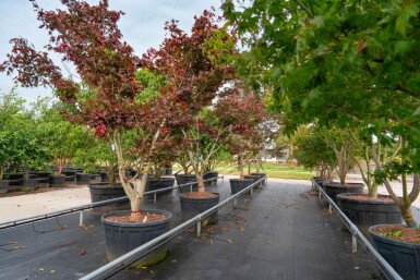 Acer palmatum 'Bloodgood' meerstammig 250-300