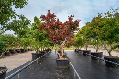 Acer palmatum 'Bloodgood' meerstammig 250-300