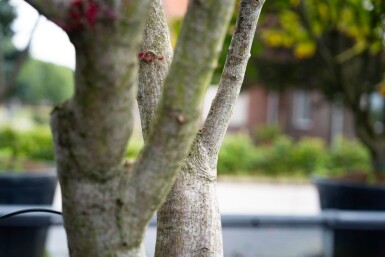 Acer palmatum 'Bloodgood' meerstammig 250-300