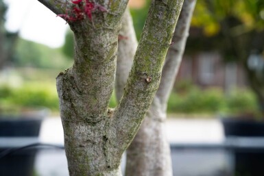 Acer palmatum 'Bloodgood' meerstammig 250-300