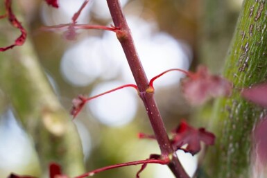 Acer palmatum 'Bloodgood' meerstammig 250-300