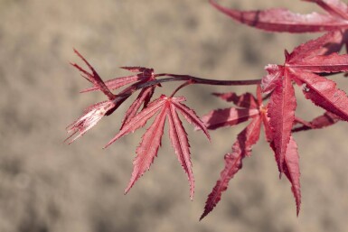Acer palmatum 'Bloodgood' meerstammig 250-300