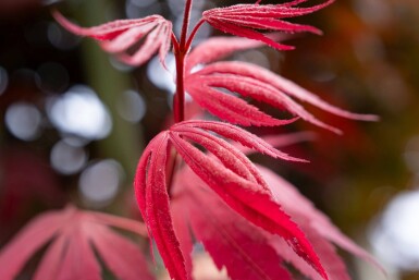 Acer palmatum 'Bloodgood' meerstammig 250-300