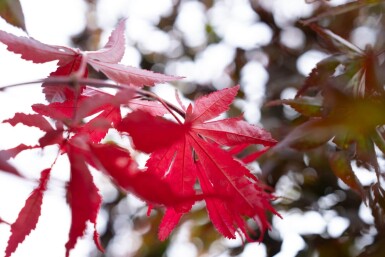 Acer palmatum 'Bloodgood' meerstammig 250-300