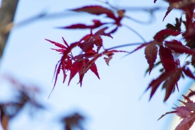 Acer palmatum 'Bloodgood' meerstammig 250-300