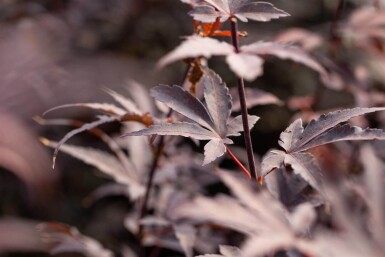 Acer palmatum 'Bloodgood' meerstammig 250-300