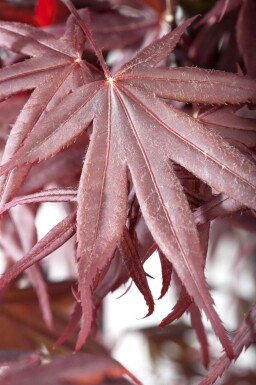 Acer palmatum 'Bloodgood' meerstammig 250-300