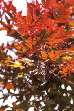Acer palmatum 'Bloodgood' meerstammig 250-300