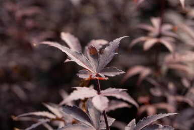 Acer palmatum 'Bloodgood' meerstammig 250-300