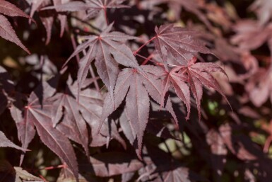 Acer palmatum 'Bloodgood' meerstammig 250-300