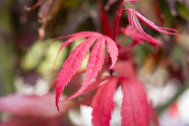 Acer palmatum 'Bloodgood' meerstammig 250-300