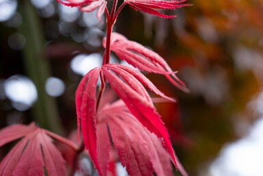 Acer palmatum 'Bloodgood' meerstammig 250-300